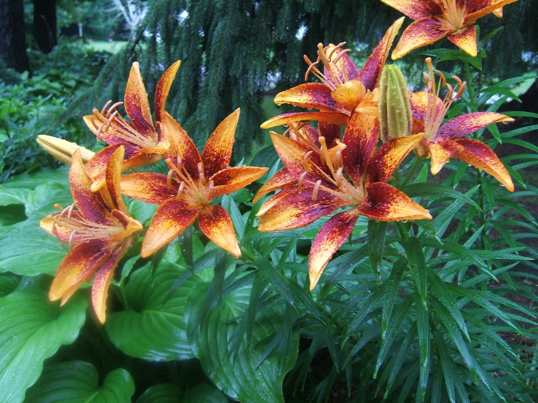 lilies asiatic orange