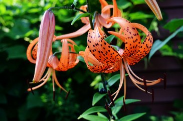 15059296371_d6006dcfcc_z