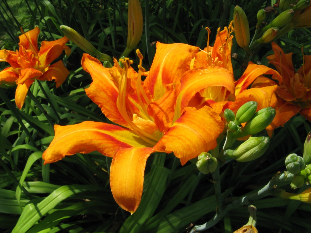 Hemerocallis_fulva_var_kwanso2