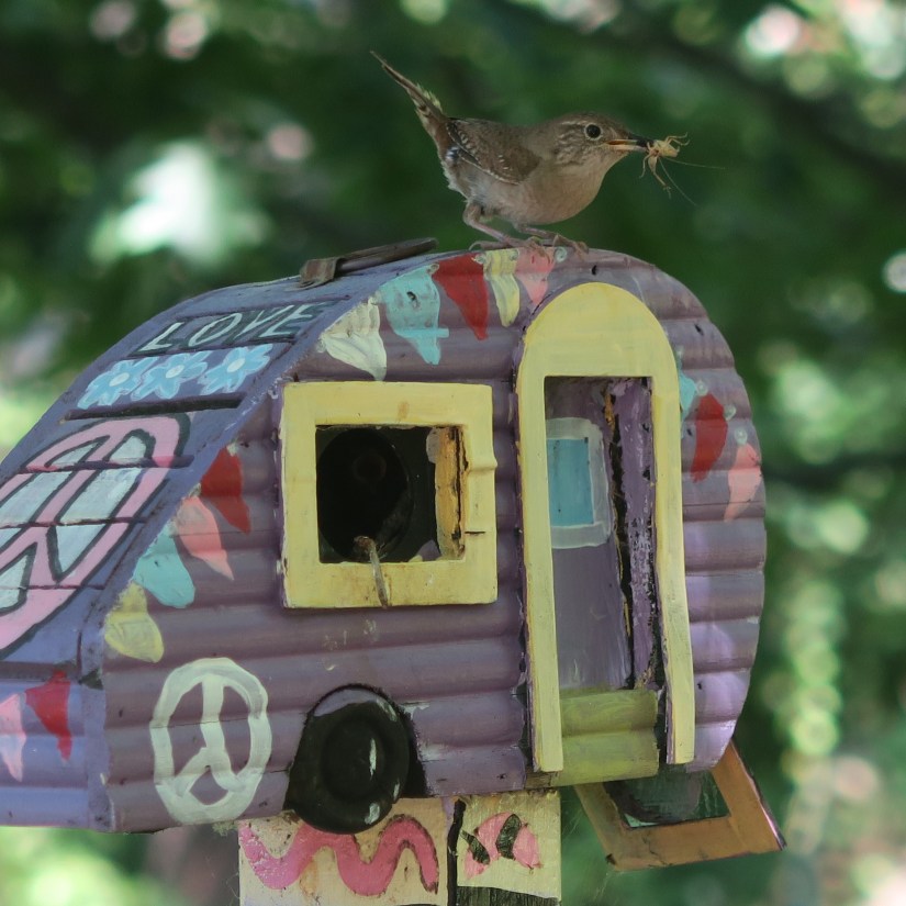 making artistic homes for feathered friends