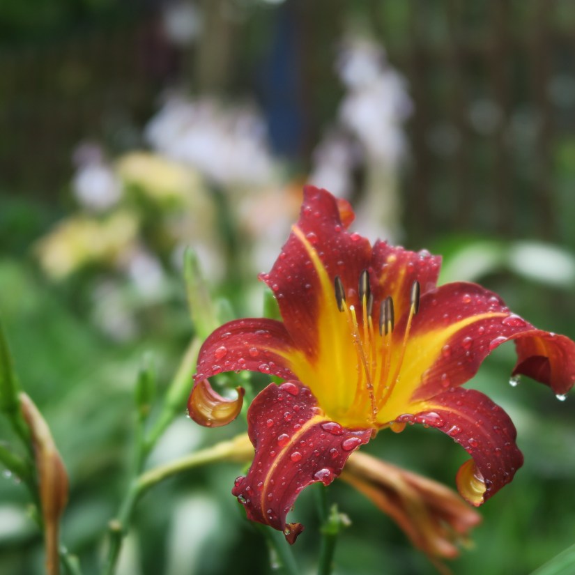 daylilies in the garden