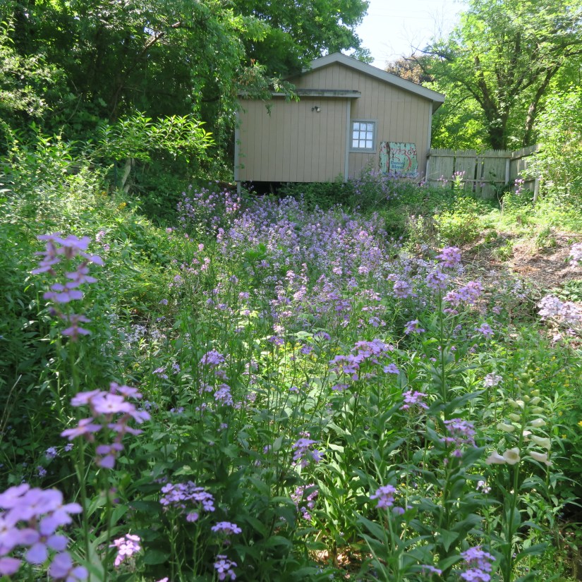 wildflowers in the spring